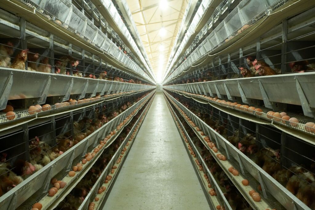 poultry farming