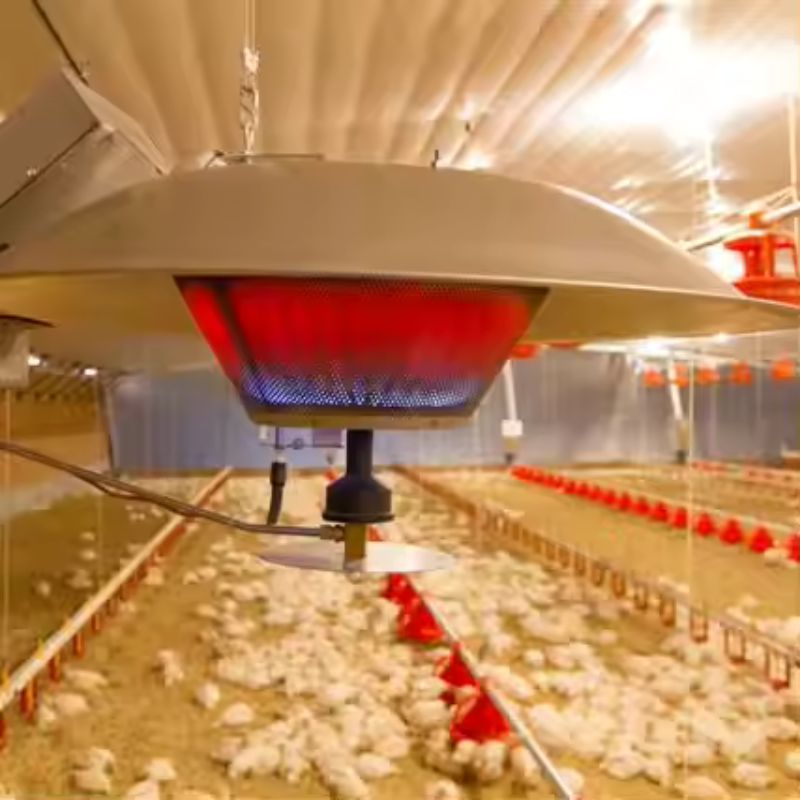 poultry gas brooder