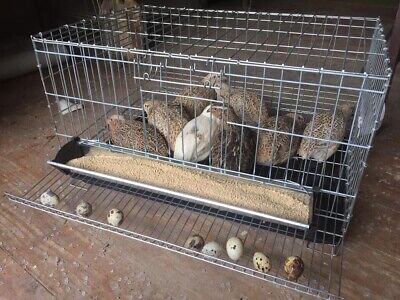 quail breeder box