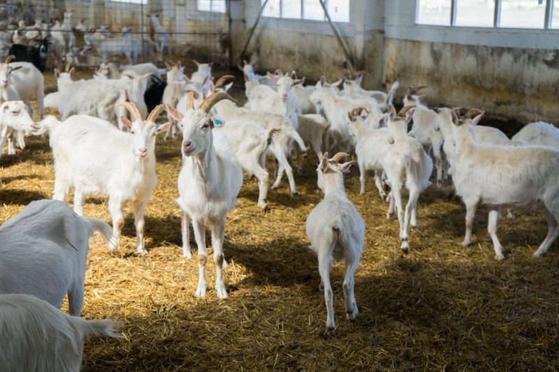 goat Farming Equipment