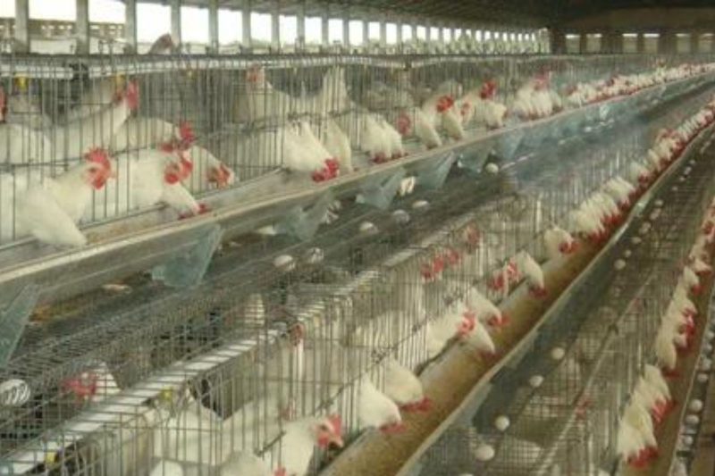 poultry california cages